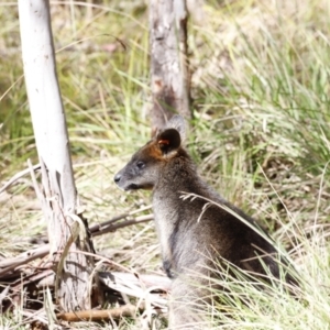 Wallabia bicolor at Paddys River, ACT - 7 Sep 2019 11:37 AM