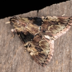 Orthaga thyrisalis (Teatree Web Moth) at Melba, ACT - 16 Jan 2022 by kasiaaus