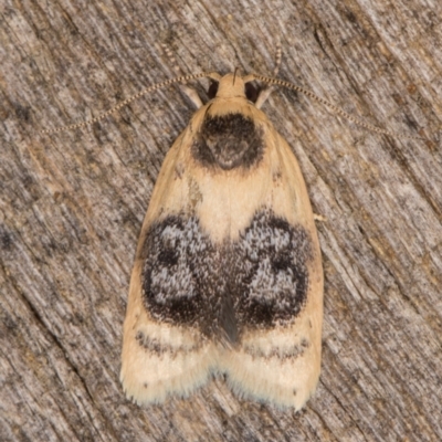 Garrha ocellifera (A concealer moth) at Melba, ACT - 16 Jan 2022 by kasiaaus