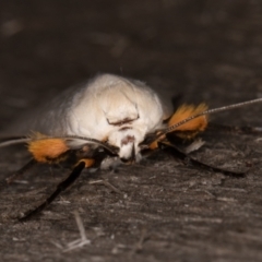 Maroga melanostigma at Melba, ACT - 16 Jan 2022