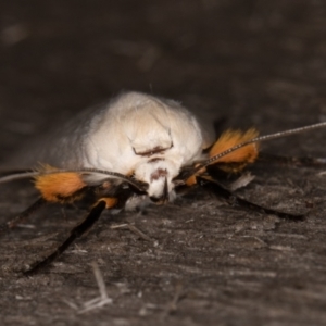 Maroga melanostigma at Melba, ACT - 16 Jan 2022