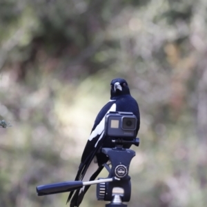 Gymnorhina tibicen at Stromlo, ACT - 19 May 2019 11:23 AM