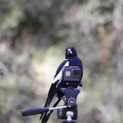 Gymnorhina tibicen (Australian Magpie) at Bullen Range - 19 May 2019 by JimL