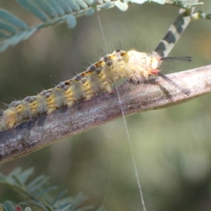 Acyphas semiochrea at Murrumbateman, NSW - 12 Mar 2022 03:29 PM