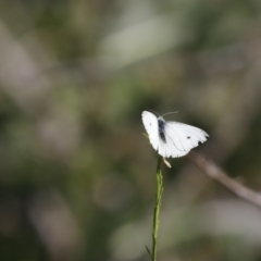 Pieris rapae (Cabbage White) at Stromlo, ACT - 19 May 2019 by JimL