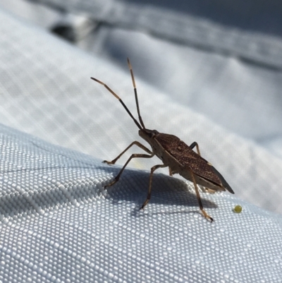 Poecilometis sp. (genus) (A Gum Tree Shield Bug) at Holt, ACT - 19 Apr 2019 by JimL