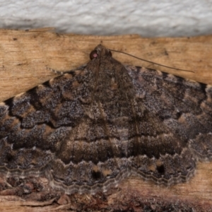 Diatenes aglossoides at Melba, ACT - 16 Jan 2022 11:47 PM