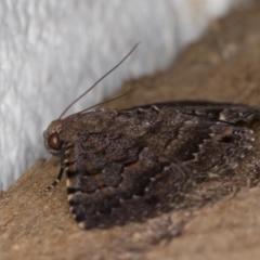 Diatenes aglossoides at Melba, ACT - 16 Jan 2022