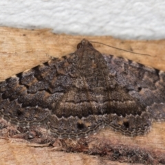 Diatenes aglossoides at Melba, ACT - 16 Jan 2022 11:47 PM