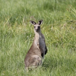 Macropus giganteus at Rendezvous Creek, ACT - 20 Jan 2019