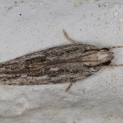 Ardozyga undescribed species nr amblopis (A Gelechioid moth) at Melba, ACT - 17 Jan 2022 by kasiaaus
