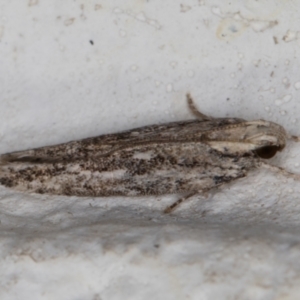 Ardozyga undescribed species nr amblopis at Melba, ACT - 17 Jan 2022