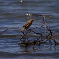 Acrocephalus australis (Australian Reed-Warbler) at Belconnen, ACT - 17 Nov 2019 by JimL