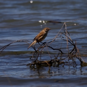Acrocephalus australis at Belconnen, ACT - 17 Nov 2019 01:36 PM