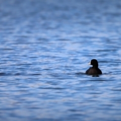 Fulica atra (Eurasian Coot) at Lake Ginninderra - 7 Oct 2019 by JimL