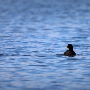 Fulica atra at Belconnen, ACT - 7 Oct 2019