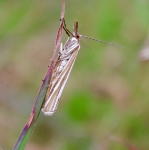 Hednota species near grammellus at Mongarlowe, NSW - 19 Mar 2022