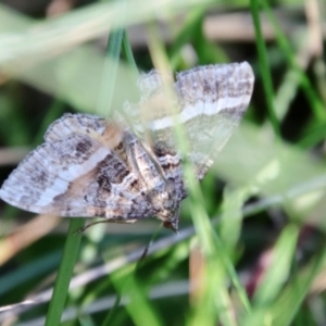 Chrysolarentia vicissata at Mongarlowe, NSW - 19 Mar 2022