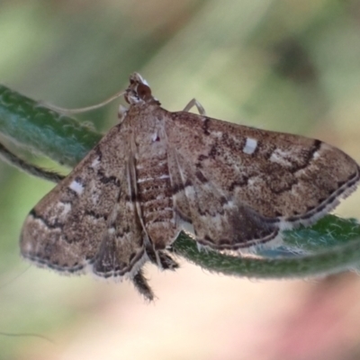 Nacoleia rhoeoalis (Spilomelinae) at Cook, ACT - 17 Feb 2022 by drakes