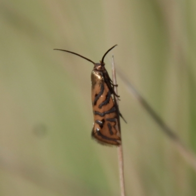Glyphipterix cyanochalca (A Sedge moth 0r Gem moth (Glyphypterigidae) at Mongarlowe, NSW - 19 Mar 2022 by LisaH