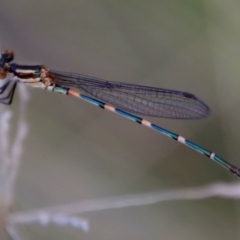 Austrolestes leda (Wandering Ringtail) at Mongarlowe River - 19 Mar 2022 by LisaH