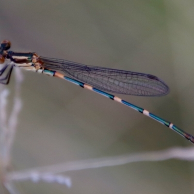 Austrolestes leda (Wandering Ringtail) at Mongarlowe, NSW - 19 Mar 2022 by LisaH