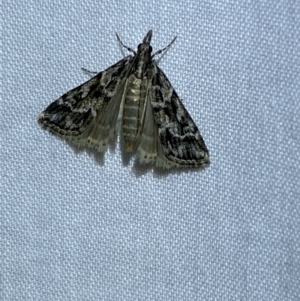 Nomophila corticalis at Jerrabomberra, NSW - 19 Mar 2022