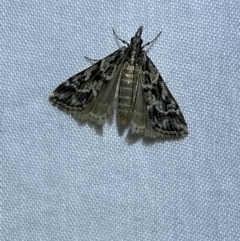 Nomophila corticalis at Jerrabomberra, NSW - 19 Mar 2022