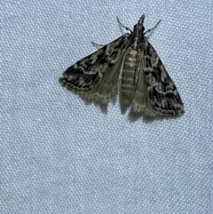 Nomophila corticalis at Jerrabomberra, NSW - suppressed