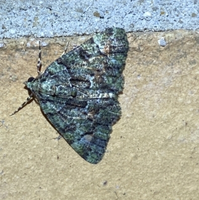 Aeolochroma metarhodata (Tea-tree Emerald) at Jerrabomberra, NSW - 19 Mar 2022 by Steve_Bok