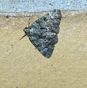 Aeolochroma metarhodata at Jerrabomberra, NSW - suppressed