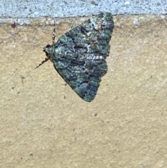 Aeolochroma metarhodata at Jerrabomberra, NSW - suppressed