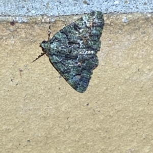 Aeolochroma metarhodata at Jerrabomberra, NSW - suppressed