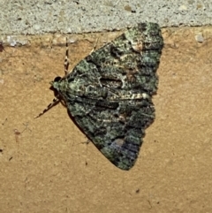 Aeolochroma metarhodata at Jerrabomberra, NSW - suppressed