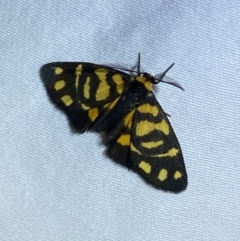 Asura lydia (Lydia Lichen Moth) at Jerrabomberra, NSW - 19 Mar 2022 by Steve_Bok