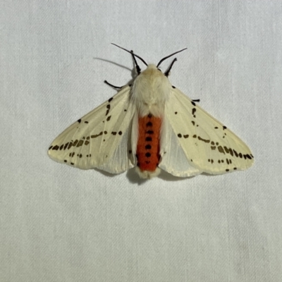 Ardices canescens (Dark-spotted Tiger Moth) at Jerrabomberra, NSW - 19 Mar 2022 by Steve_Bok