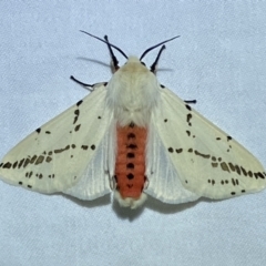 Ardices canescens at Jerrabomberra, NSW - suppressed