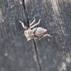 Eurymelinae (subfamily) (Unidentified eurymeline leafhopper) at Mongarlowe, NSW - 19 Mar 2022 by LisaH