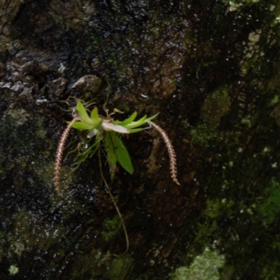 Oberonia titania (Red-flowered King of the Fairies) at Dorrigo Mountain, NSW - 17 Mar 2022 by BrianH