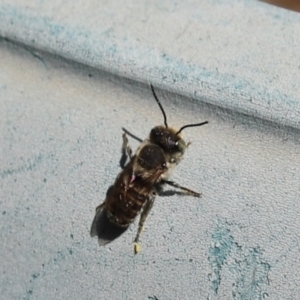 Megachile (Eutricharaea) sp. (genus & subgenus) at Kaleen, ACT - 11 Mar 2022 11:55 AM