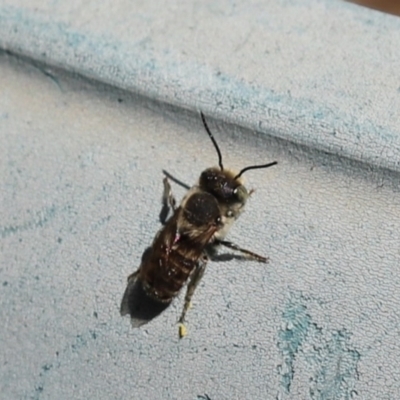 Megachile (Eutricharaea) sp. (genus & subgenus) (Leaf-cutter Bee) at Kaleen, ACT - 11 Mar 2022 by Tammy