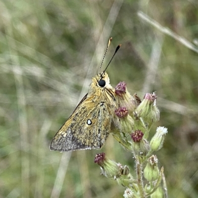 Trapezites luteus (Yellow Ochre, Rare White-spot Skipper) at Googong, NSW - 20 Mar 2022 by Wandiyali