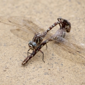 Austroaeschna unicornis at Paddys River, ACT - 19 Mar 2022