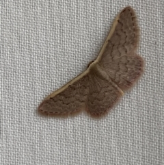 Idaea inversata (Purple Wave) at Jerrabomberra, NSW - 20 Mar 2022 by SteveBorkowskis