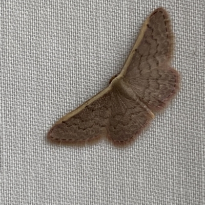 Idaea inversata (Purple Wave) at Jerrabomberra, NSW - 20 Mar 2022 by SteveBorkowskis