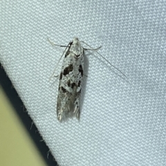 Oxythecta hieroglyphica (A scat moth) at Jerrabomberra, NSW - 19 Mar 2022 by Steve_Bok