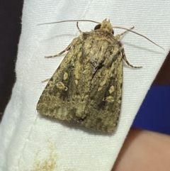 Diarsia intermixta (Chevron Cutworm, Orange Peel Moth.) at Jerrabomberra, NSW - 19 Mar 2022 by Steve_Bok