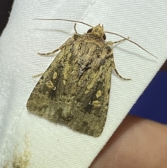 Diarsia intermixta at Jerrabomberra, NSW - 20 Mar 2022