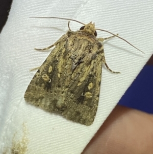 Diarsia intermixta at Jerrabomberra, NSW - 20 Mar 2022