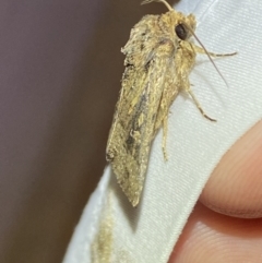 Diarsia intermixta at Jerrabomberra, NSW - 20 Mar 2022